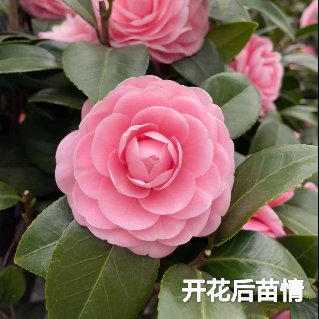 香妃茶花四季常青不落叶清仓甩卖高度至带发苞发货 独杆