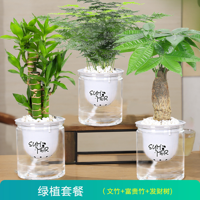 [3냄비 디너세트] 머니트리 + 아스파라거스 + 포춘스틱