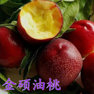 �ش����Ҙ��� ��T������ �޽��S���Ҙ��箔��Y�����Ϸ������Nֲ