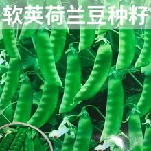 ܛ�v���m���N���S�a���v���㶹�N�����ʳ�v����N���ͺ��r���ԷN