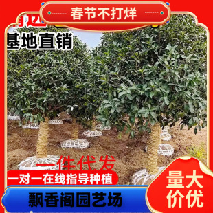 һl𻨘ԾGֲͥԺԴ⻨ļϘ