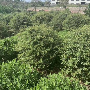 ���ش������l����С������ϵ���@�־G��Ҏ���R