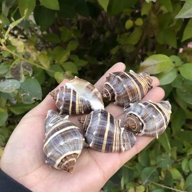 Натуральное ракушечное ежиковое ароматное snail roll ракушка замена ракушки для аквариума ландшафтного манускрипта🐌?