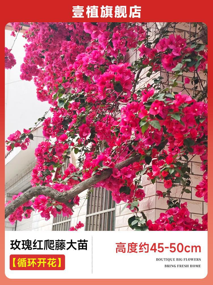 [계절꽃] 장미빛 붉은 덩굴모종 [45-50cm]