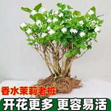 浓香型重瓣老桩茉莉花大棵特大号绿植室外基地直发茉莉花盆栽