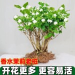 浓香型重瓣老桩茉莉花大棵特大号绿植室外基地直发茉莉花盆栽