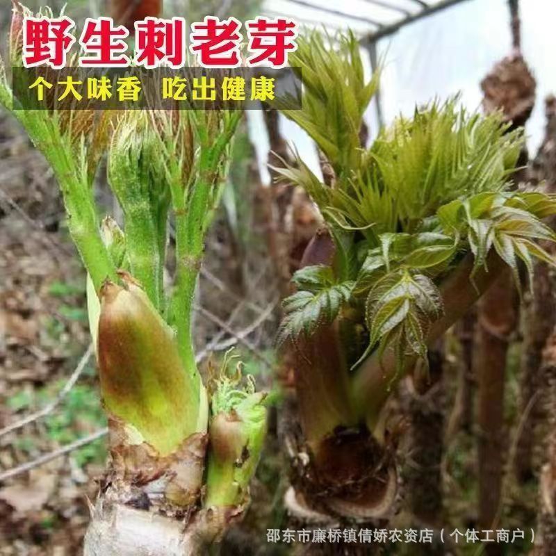 东北刺龙芽种子刺嫩芽种子刺老包种子刺包芽种子特色蔬菜种子野菜