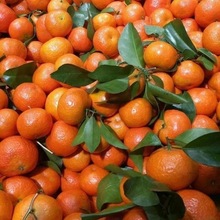 廣西砂糖橘新鮮應季水果當季冰糖薄皮超甜爆甜桔子批發一件代發