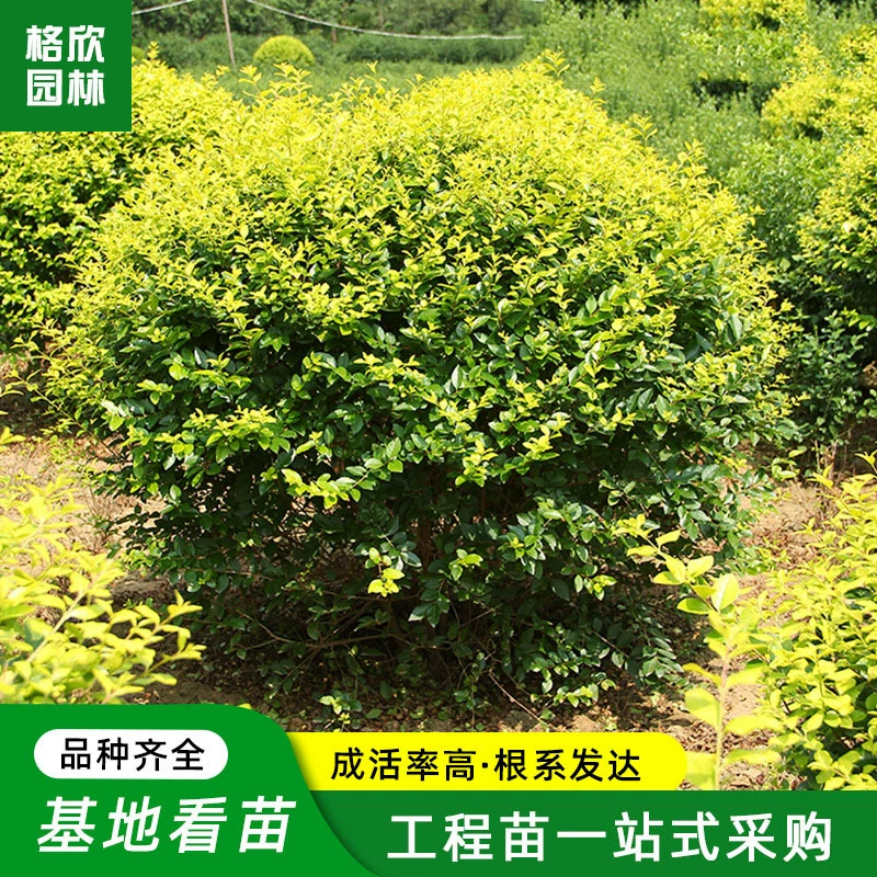 Золотой Лист Ligustrum Lucidum Мяч База Продает Сад Вечнозеленый Кустарник Мяч Дорога Украшенные Рассады Золотой Лист Ligustrum Lucidum Мяч