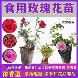 Dropshipping Yunnan Edible Rose Seedlings, Easy-To-Live Plants, Gold-Edged Dark Red Potted Plants, Damascus Blooms in All Seasons