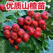 山楂树苗嫁接新品种无籽甜歪把红大棉球大金星山楂苗南北方种植