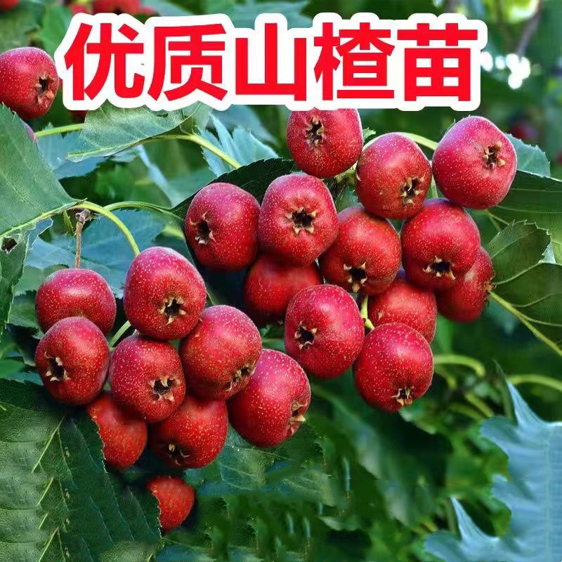 山楂树苗嫁接新品种无籽甜歪把红大棉球大金星山楂苗南北方种植