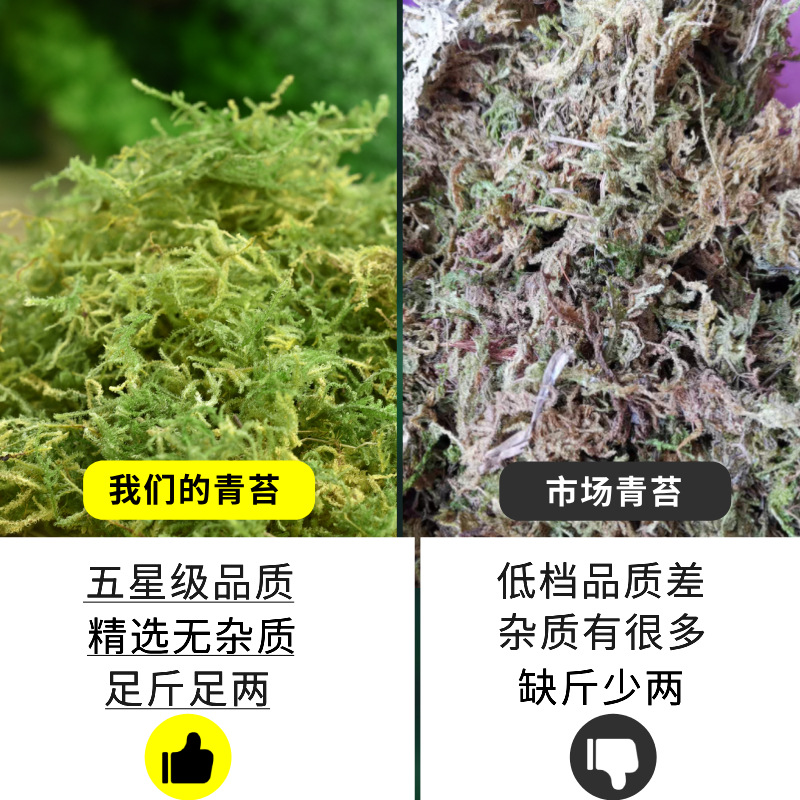 干苔藓水苔蝴蝶兰花专用营养土植物爬宠乌龟冬眠垫材铁皮石斛种植