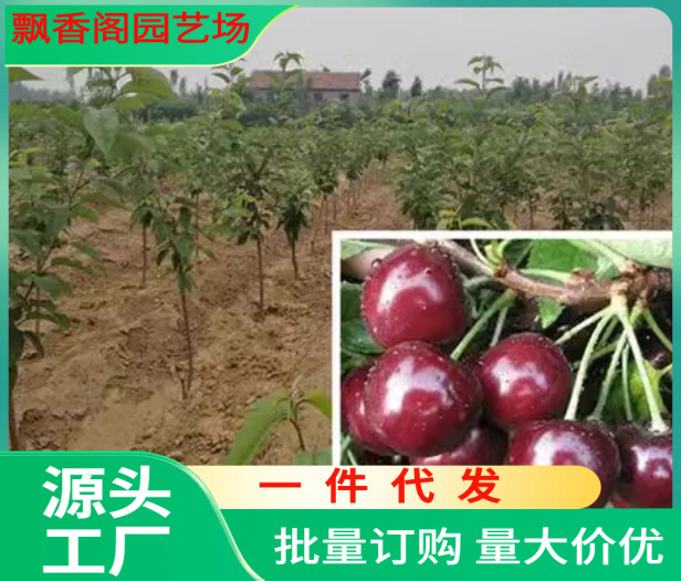 一件代发批量订购果树苗桃李子杏柿子板栗核桃樱桃绿化苗占地苗