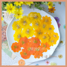 硫华菊押花压花干花源头批发工厂相框手工贴画亚马逊植物标本