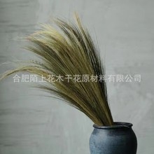 迷雾草孔雀草家居民宿装饰青芒花芒草干花永生花狗尾巴草批发拍摄