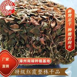 果福得500克新烤南靖金线莲整株红霞干品产地厂家养生茶金线莲