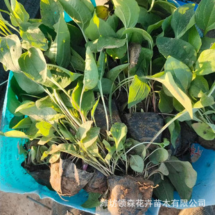 Wholesale Coneflower Perennial Ground Cover Grass Flower Municipal Greening Flower Bed Landscape Seedlings Community Greening Coneflower