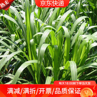 Mengrouju Forage Seeds Sudan Grass Seeds Fish Feeding Flower Seeds Greening Project Grass Seeds/Sudan Grass 0.5