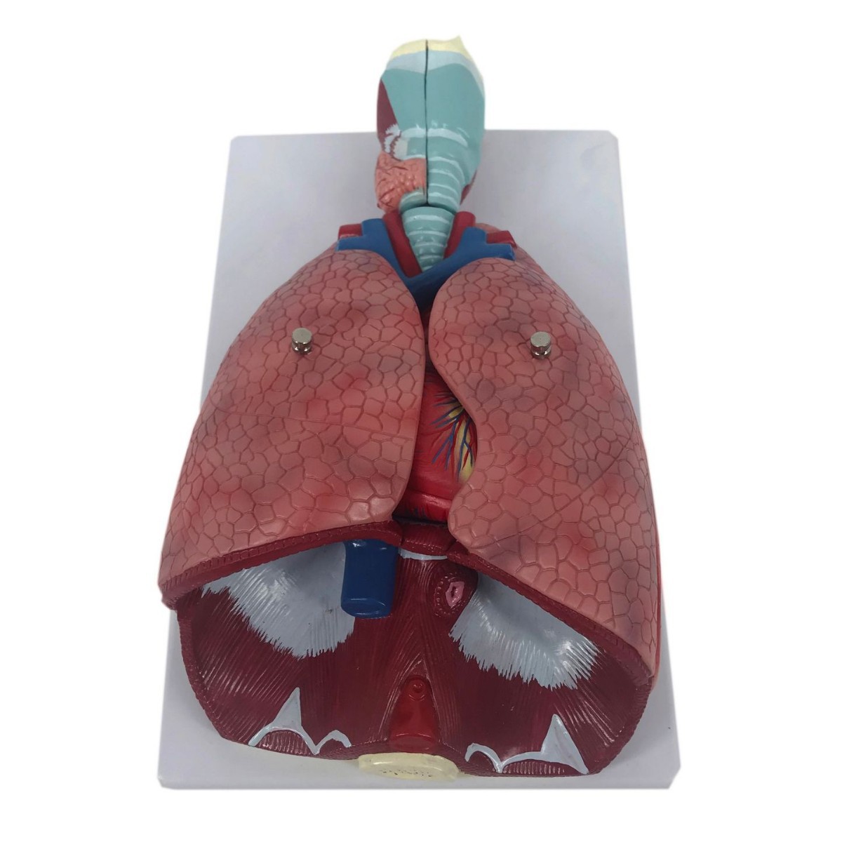 R011 Laryngeal cardiopulmonary anatomy model