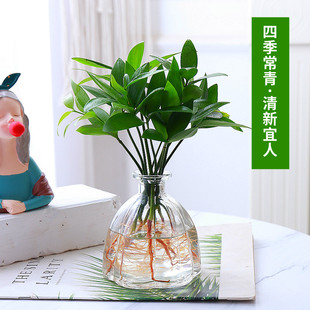 �k�����B��С�Gֲ��������ļ��B�û�ܑ�������ˮ���^�~ֲ��