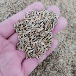 冬牧70黑麦草种子观花种籽国产散装四季多年生牧草庭院护坡固土