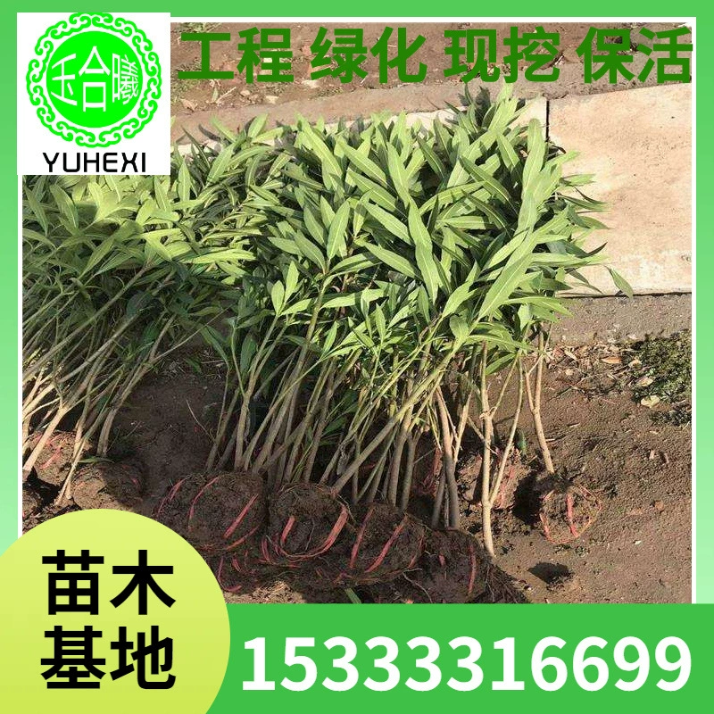 Оптовые саженцы бугенвиллии в горшках и посаженные на земле, цветущие в том же году, саженцы персика с листьями ивы, зеленые саженцы, цветы на заборе.