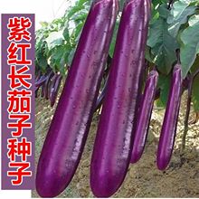 ���ӷN���ϼt�L�ѷN��������ɫƤ�߮a���ﲥ�ϼt�����߲˷N��