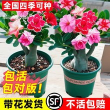 ɳĮõ�������ذ껨�ܾGֲ�ͺ��Ϙ��҃��̨���B����ֲ��������B