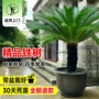 大型工程盆栽客厅铁树