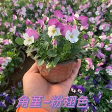 ��ɫ�����������ͺ����^���������Ա��趬���^�p�{ɫ���̨ͥԺ