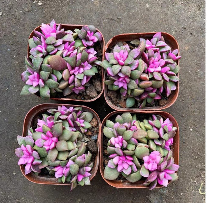 직경 7cm 화분 [화분 포함으로 배송 가능]