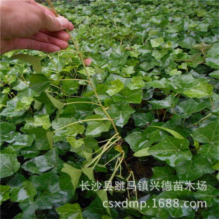 Оптовая продажа плюща, также известного как вьющаяся лиана, вечнозеленое морозостойкое садовое растение, поставляется напрямую с базы рассады плюща.