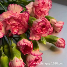 重瓣康乃馨种子四季易种开花植物盆栽种仔多年生室内阳台观赏花种