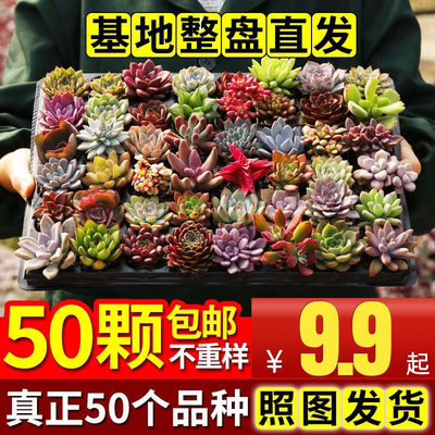 Succulent plants combination Potted plant flowers and plants Green plant Ruby Yulu