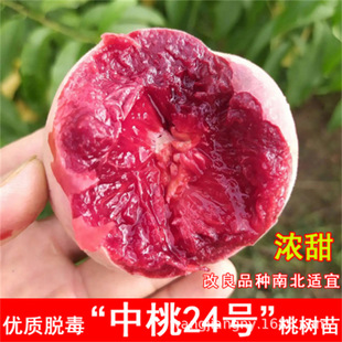 ѩ�������o�S�Ҙ��m�޽��S����Ҙ������ش��Ϸ��Nֲ����Y����