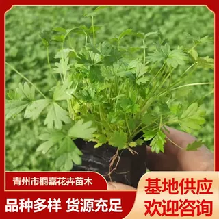 青州基地供应三叶五叶萎陵菜 宿根草花绿化委陵菜工程盆栽花苗