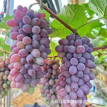 �羳С���N�����ѷN���ļ����N���ј�N�Ӿ޷�õ����t��ˮ����N