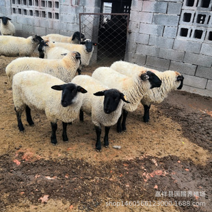 ���������Bֳ�� �_���������� ���^�Ų��d��r�� ���ڻ�d��