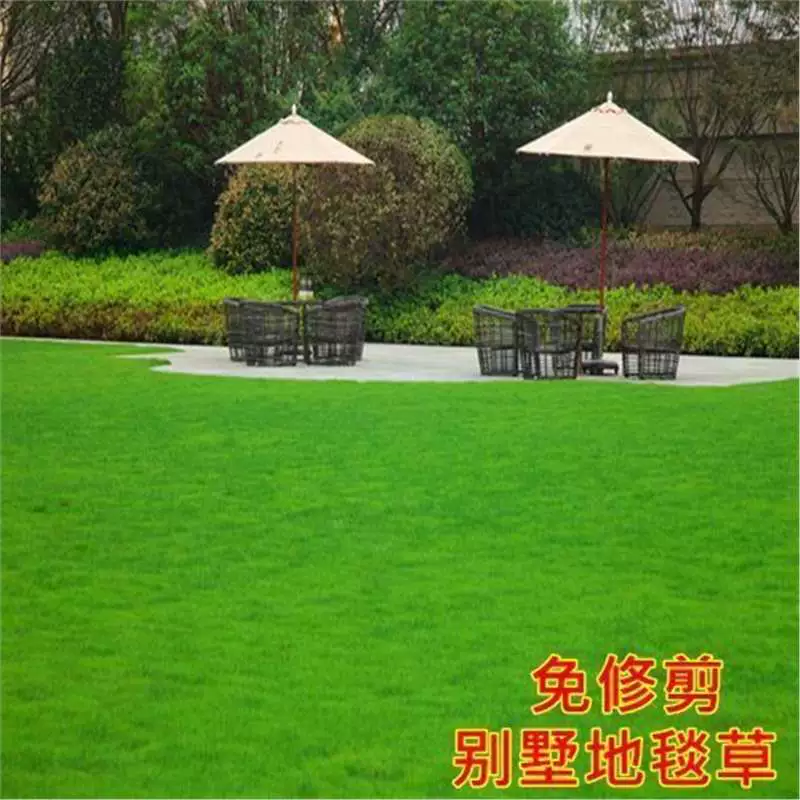 Семена газонной травы Dwarf, семена вечнозеленой необрезанной зеленой травы, семена травы для защиты склонов во дворе, фестивиум