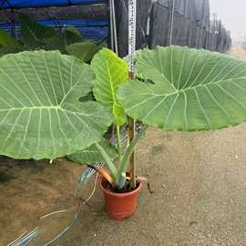 象耳芋霸王芋波图巨浪海芋室内外绿植客厅大叶盆栽庭院大叶植物