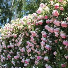 蔷薇花藤本月季花苗蔷薇四季开花爬藤植物玫瑰藤月季花卉绿植盆栽