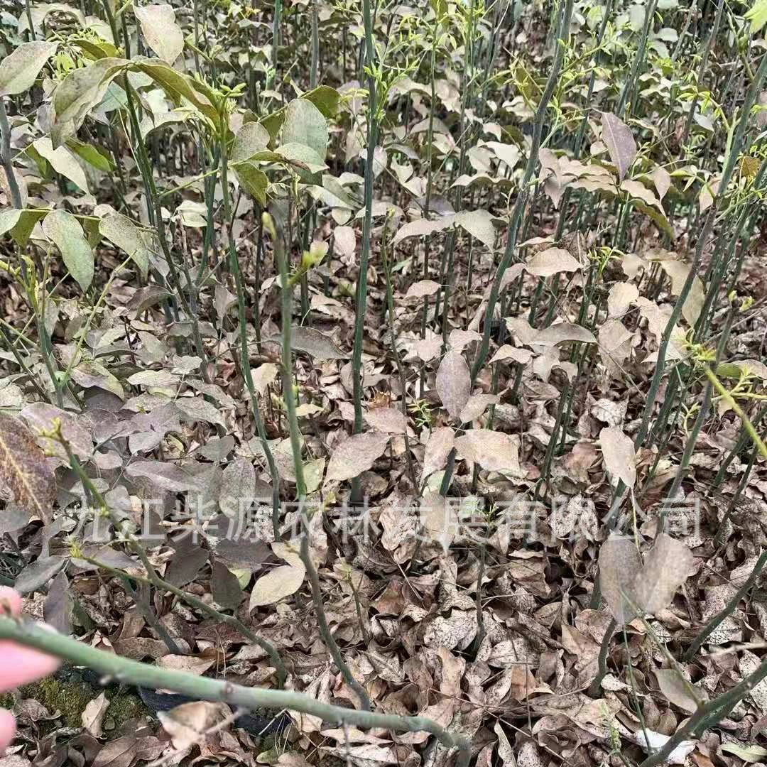 [Полные характеристики] Hebei Red Bean 5cm Hebei Red Seeds Hebei Red 15cm Hebei Red Bean Seedlings