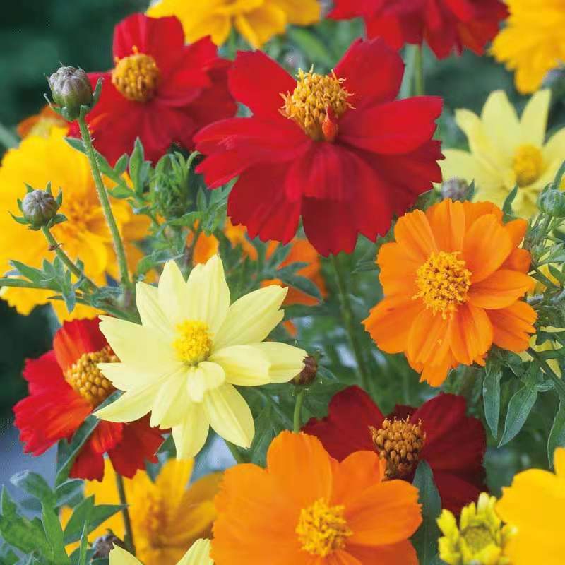 花种子 硫华菊 小雏菊 凤仙花 除虫菊 长春花等各类花种子