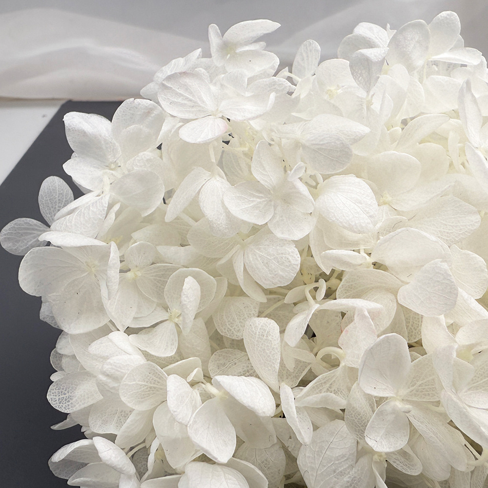 Flores de hortensia preservadas de calidad A+ del fabricante de Yunnan, flores preservadas en caja de 20g.