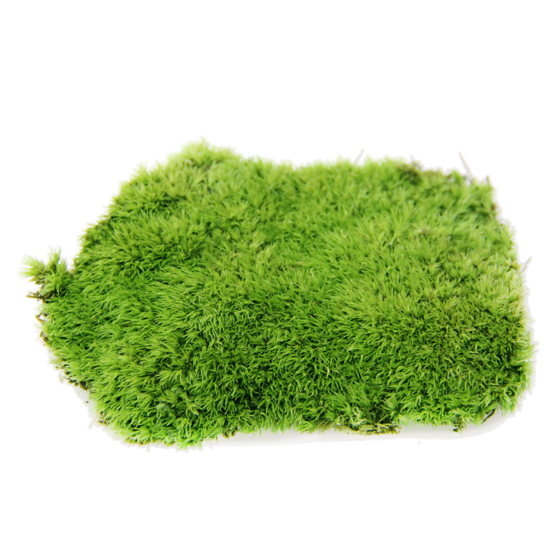 Micro Landscape Glass Bottle Flower Plant Natural Moss Small White Hair Moss Moss 13*10cm Live Moss