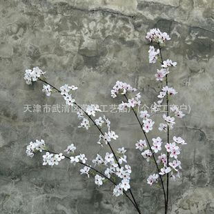 2���滨 �U���b��滨 �L֦�ѻ� ��Y�ò��÷�����ؼ��һ���֦