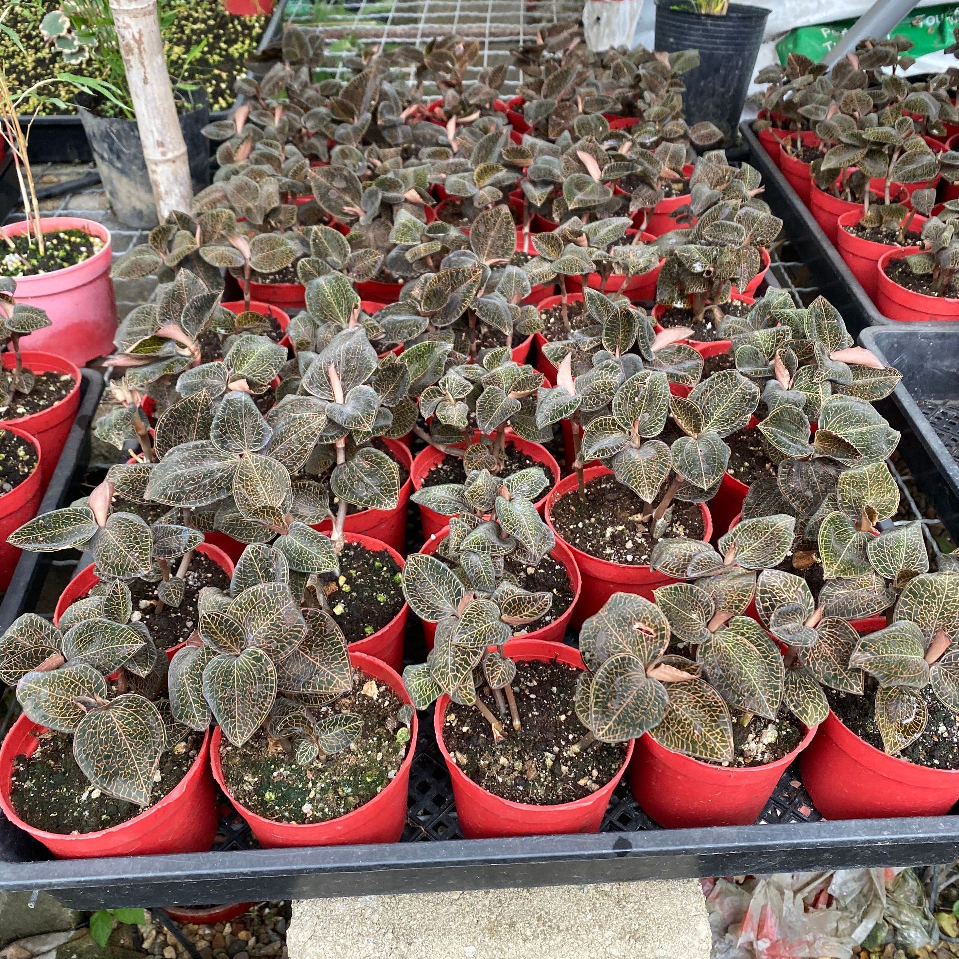 IMG_0578(20210107-133858)