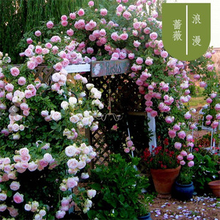 �����������¼���������ֲ���Nޱ��Ԯ�����ļ��_�����Ե��Ժ��B��