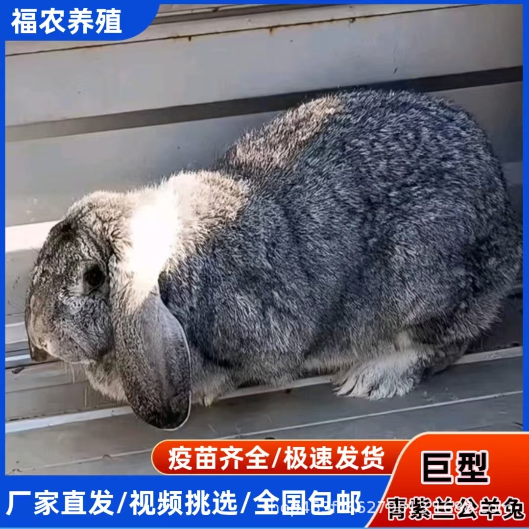 巨型公羊兔养殖基地